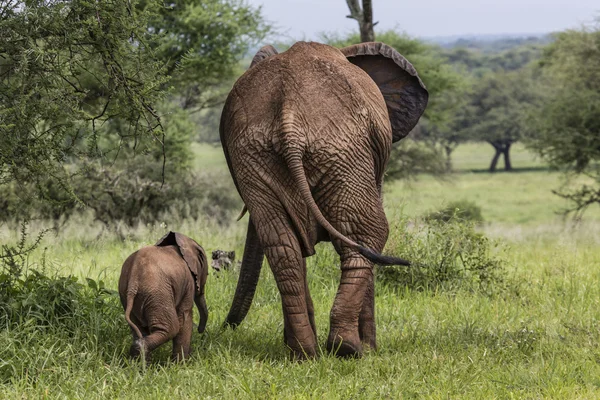 Madre y bebé elefantes africanos caminando en sabana en el alquitrán —  Fotos de Stock