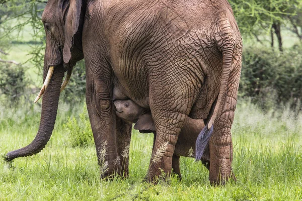 Anne ve bebek Afrika filleri Savannah Tar içinde yürüyüş — Stok fotoğraf