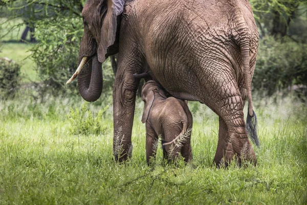 Moeder en baby Afrikaanse olifanten lopen in savanne in de Tar — Stockfoto