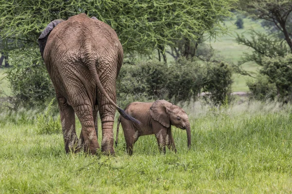 Anne ve bebek Afrika filleri Savannah Tar içinde yürüyüş — Stok fotoğraf