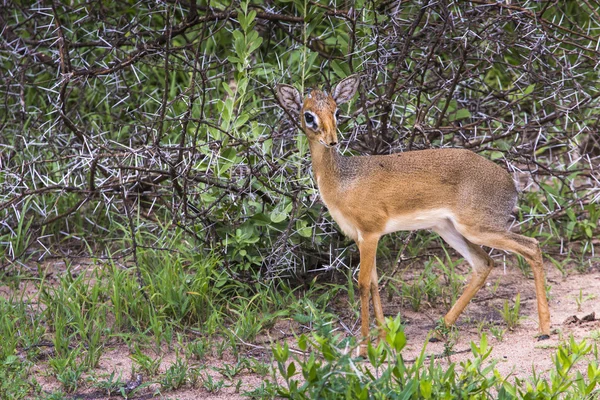 Dikdik, małe antylopy w Afryce. Jezioro Manyara krajowych par — Zdjęcie stockowe