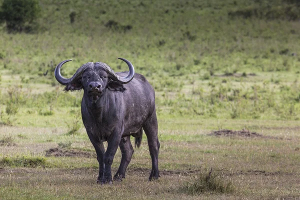 Búfalo africano (Syncerus caffer) en la hierba. La foto era ta —  Fotos de Stock