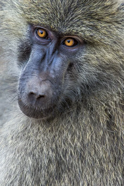 Vue de tête du babouin Anubus dans le parc national de Tarangire, Tanzanie — Photo