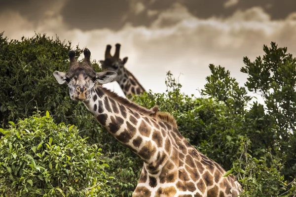 Giraff på safari vilda drive, Kenia. — Stockfoto