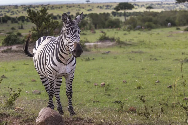 Zebra-Porträt auf der afrikanischen Savanne. Safari in der Serengeti, Tansania — Stockfoto