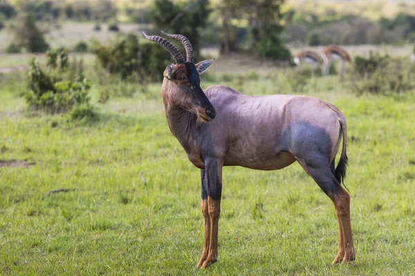 Topi antilop i den nationella reserven i Afrika, Kenya — Stockfoto