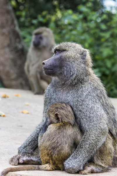 Mor och baby babian — Stockfoto