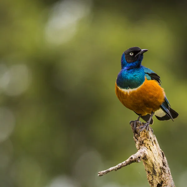 Colourful bird Superb Starling sits on a branch on a bright blue — Stock Photo, Image
