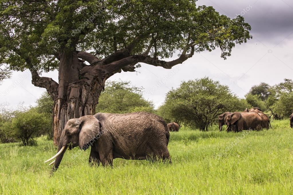 African elephants walking in savannah in the Tarangire National 
