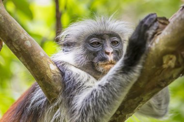 Zanzibar kırmızı colobus maymun (Procolobus kirkii), nesli tehlike altında olan Joza