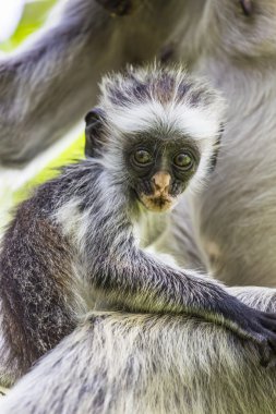 Zanzibar kırmızı colobus maymun (Procolobus kirkii), nesli tehlike altında olan Joza
