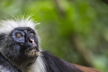 Zanzibar kırmızı colobus maymun (Procolobus kirkii), nesli tehlike altında olan Joza