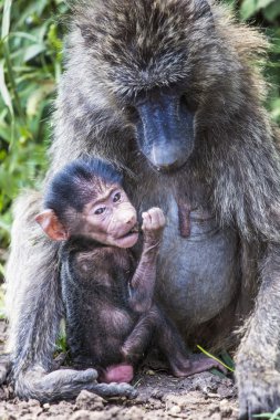 Anne ve bebek maymun Tarangire Milli Parkı, Tanzanya