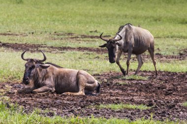 Hatta, Ngorongoro yürüyüş antiloplar (Connochaetes Taurinus) 