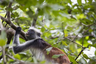 Zanzibar kırmızı colobus maymun (Procolobus kirkii), nesli tehlike altında olan Joza
