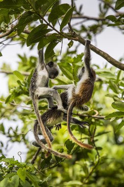Zanzibar kırmızı colobus maymun (Procolobus kirkii), nesli tehlike altında olan Joza