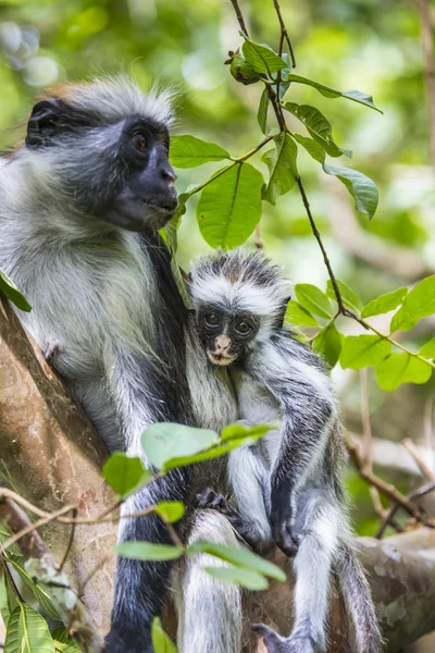 Endangered Zanzibar red colobus monkey (Procolobus kirkii), Joza — Stock Photo, Image