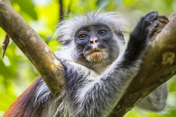Macaco-colobo-vermelho-de-zanzibar (Procolobus kirkii) em perigo, Joza — Fotografia de Stock