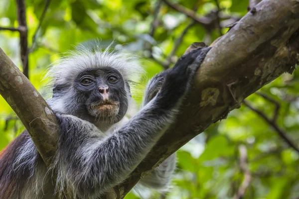 Ohrožené Zanzibar červené colobus opice (Procolobus kirkii), Joza — Stock fotografie