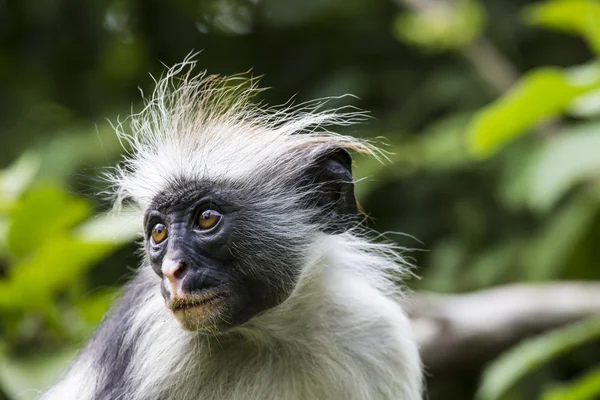 Truet Zanzibars røde kolobus-ape (Procolobus kirkii), Joza – stockfoto