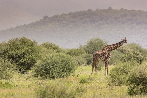 Giraffe on safari wild drive, Kenya. — Stock Photo, Image