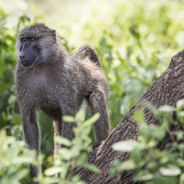 Maymun - Tarangire Milli Parkı - Wildlife Reserve Tanzanya, — Stok fotoğraf
