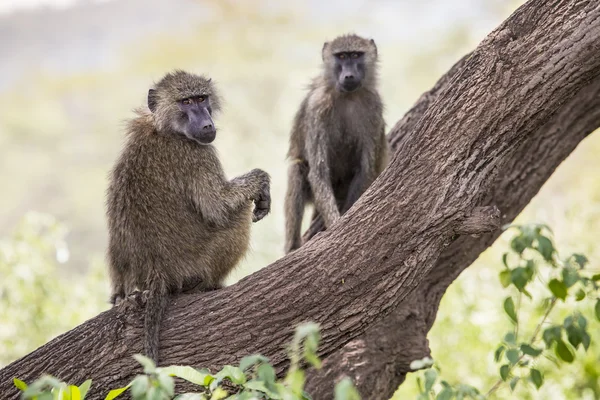 Baboon - Tarangire National Park - Wildlife Reserve in Tanzania, — Stock Photo, Image