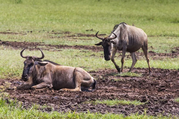 Wildebeests (Connochaetes Felrinus) Walking on Line, Ngorongoro — стоковое фото