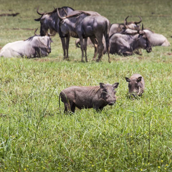 Warthogs near a water hole in Tarangire national park in Tanzani — Stock Photo, Image