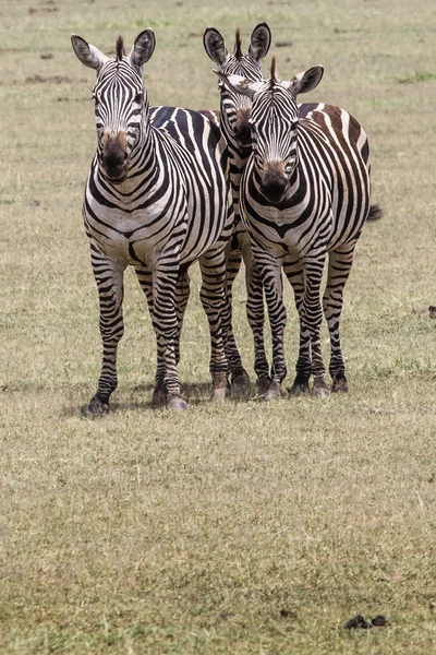 Cebra en la hierba, cráter de Ngorongoro, Tanzania . — Foto de Stock