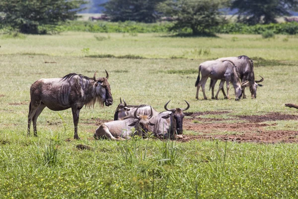 Wildebeests (Connochaetes Felrinus) Walking on Line, Ngorongoro — стоковое фото