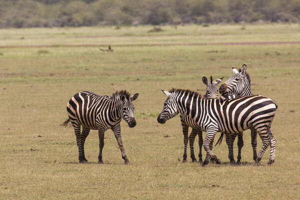 Zebra in the grass, Ngorongoro Crater, Tanzania.