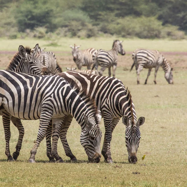 Zebra in the grass, Ngorongoro Crater, Tanzania. — Stock Photo, Image