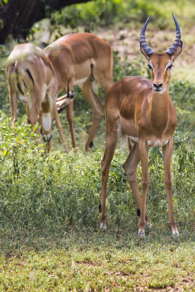 A herd of male impala, Aepyceros melampus, standing in the veget — Stock Photo, Image