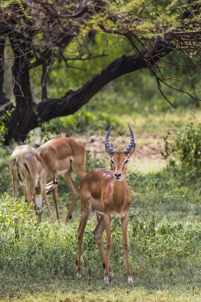 A herd of male impala, Aepyceros melampus, standing in the veget — Stock Photo, Image