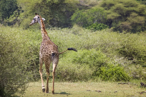 Giraffe on safari wild drive, Kenya. — Stock Photo, Image