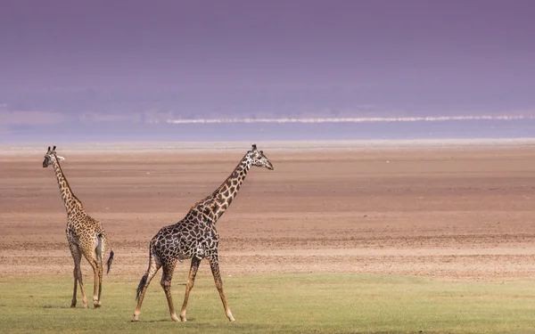 Giraffes in Lake Manyara national park, Tanzania — Stock Photo, Image