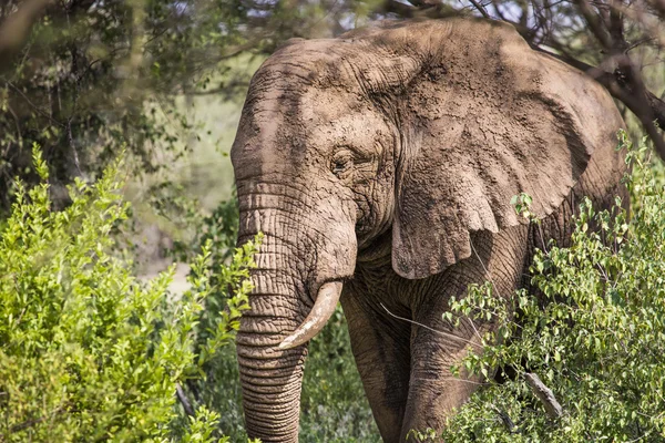 Büyük Afrika fili boğa Tarangire Milli Parkı'nda, Tanza — Stok fotoğraf