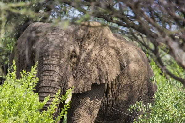 Enorma afrikansk elefant tjur i Tarangire National Park, Tanza — Stockfoto