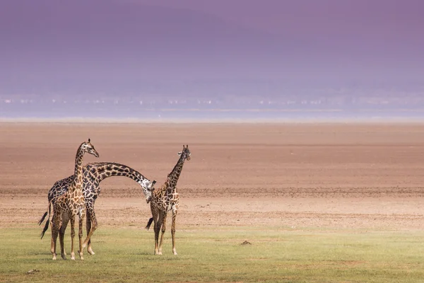 Jirafas en el Parque Nacional del Lago Manyara, Tanzania — Foto de Stock