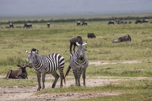 Zebra v trávě, Ngorongoro Crater, Tanzanie. — Stock fotografie