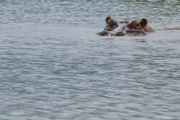 Hippopotamus in Ngorongoro Crater, Nature Reserve in Tanzania, E — Fotografie, imagine de stoc