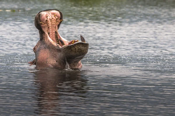 Hippopotamus in Ngorongoro Crater, Nature Reserve in Tanzania, E — Stock Photo, Image