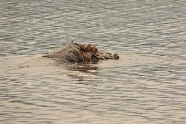 Hippopotame dans le cratère de Ngorongoro, réserve naturelle en Tanzanie, E — Photo