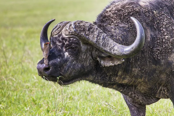 Kafferbuffel (Syncerus caffer) op het gras. De foto was ta — Stockfoto