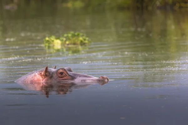 Hippopotamus in Ngorongoro Crater, Nature Reserve in Tanzania, E — Stock Photo, Image