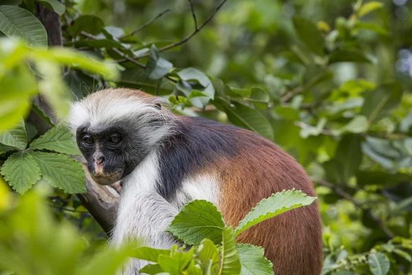 En voie de disparition Singe colobus rouge (Procolobus kirkii), Joza — Photo