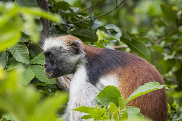 En voie de disparition Singe colobus rouge (Procolobus kirkii), Joza — Photo