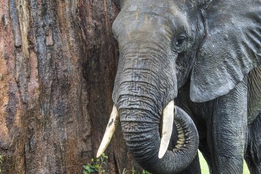 tarangire Milli Parkı, Tanzanya, Afrika fili