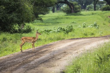 Kadın Impala genç Impala ile. Tarangire Milli Parkı - Wildl